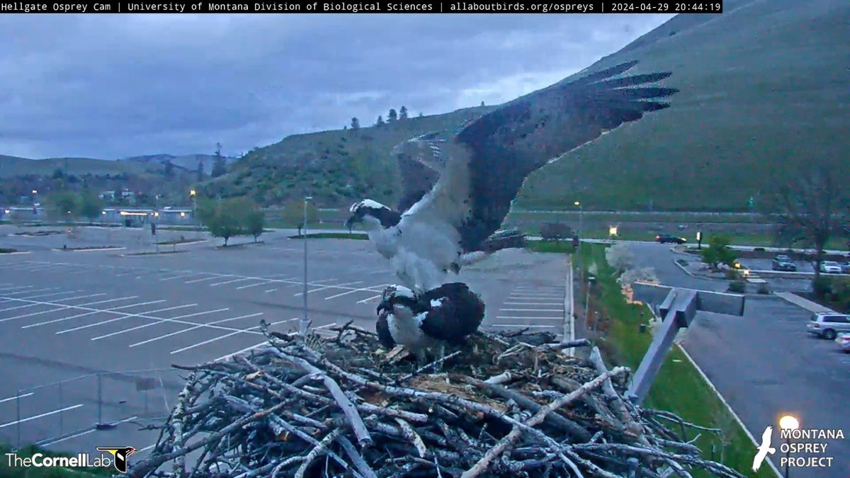 HellgateOsprey tweet picture