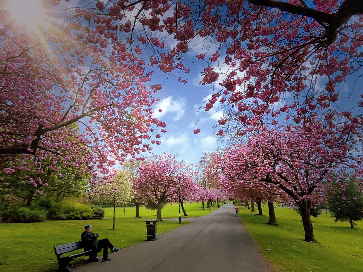 Sunlit blossom by Billy George. 

#cherryblossom #photographer #Pittencrieffpark