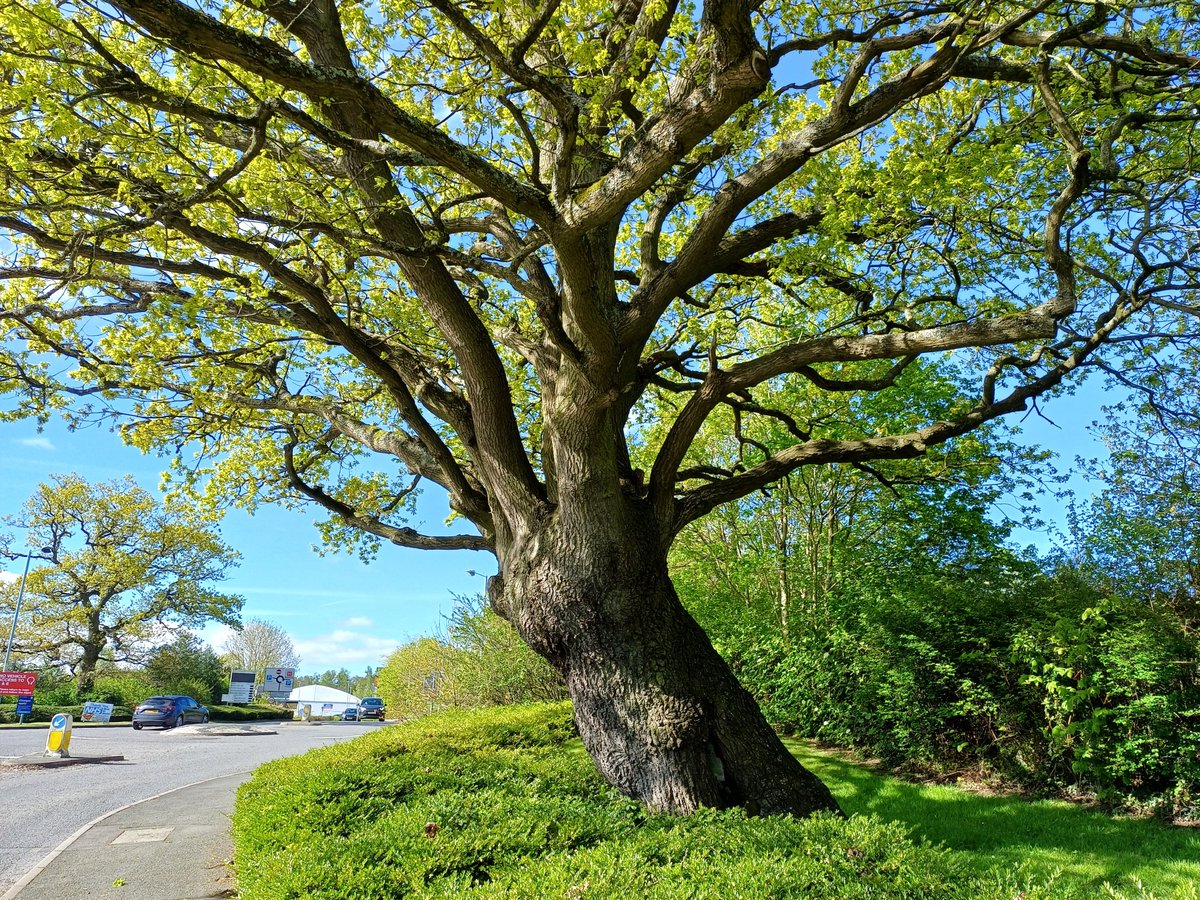 For #ThickTrunkTuesday! 🌳🩵🌳🩵🌳 @ThePhotoHour #trees #treephotography #TwitterNaturePhotography