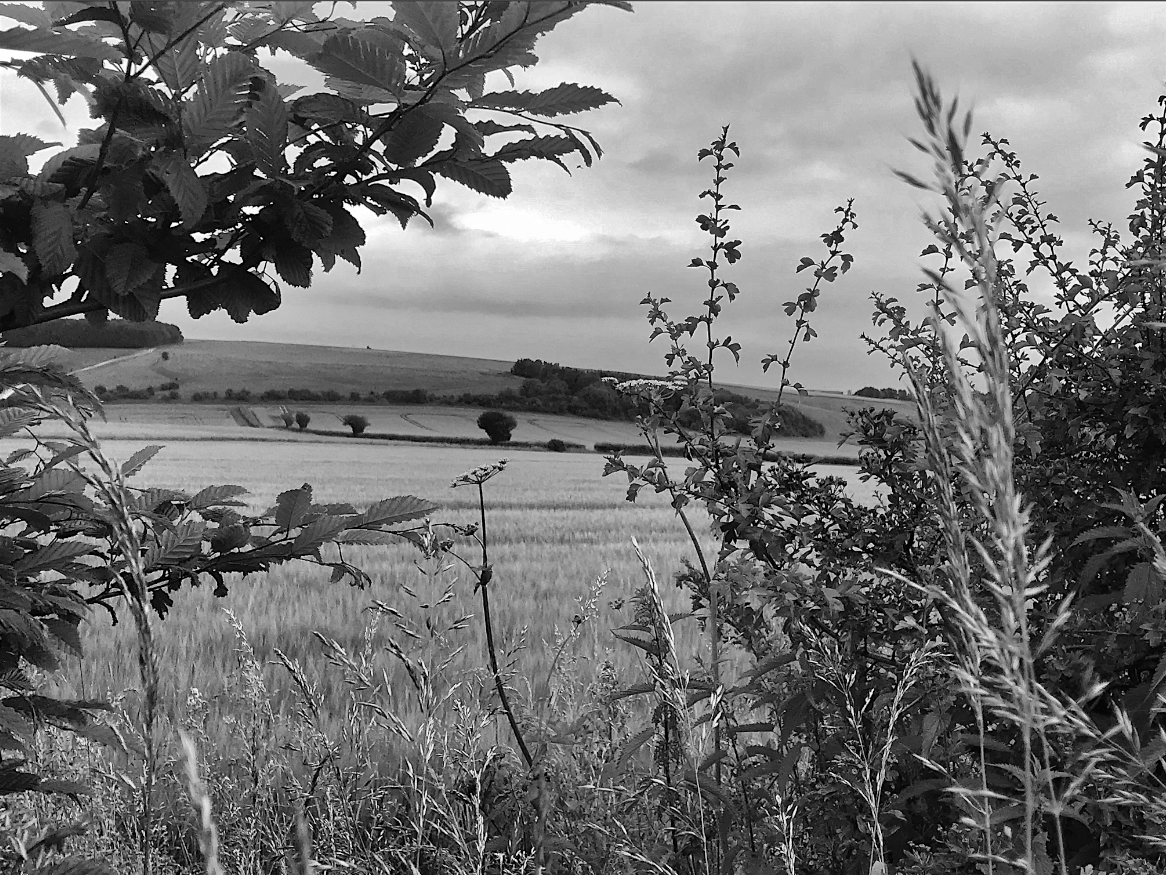 That field is cursed. The hill beyond is hollow. Yonder copse is where witches meet. The hedge you can see close marks the border with Elfland. You think I'm pulling your leg, but I'm not. Just telling you the folkloric truth, for England is a patchwork of enchanments. – #CLNolan