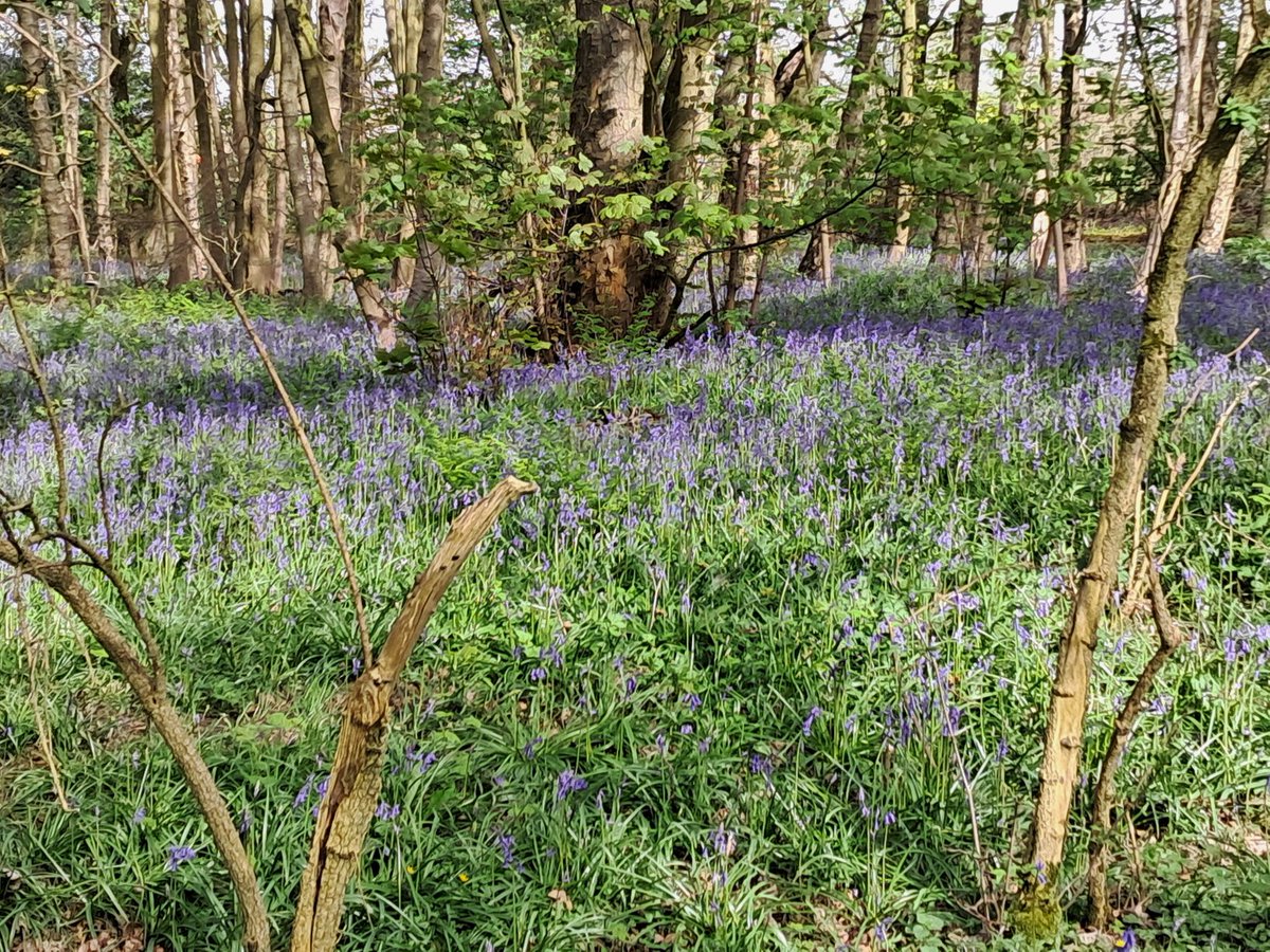 Bluebells looking lovely today @Linehamfarm @LeedsChildrensC