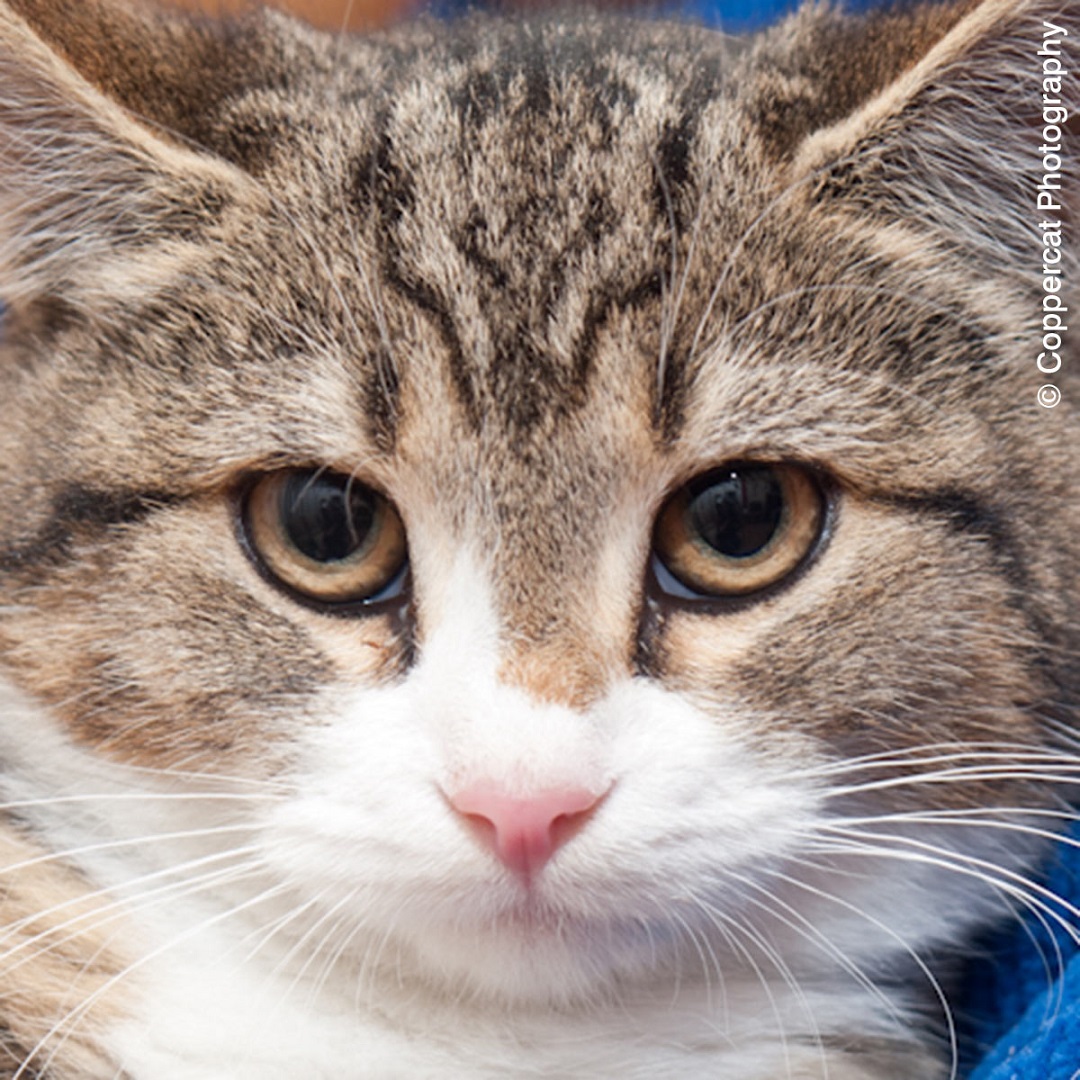 Just a reminder, on #NationalTabbyDay, that thousands of cats - of all colours, ages and personalities - in shelters throughout the UK and Ireland are looking for loving homes ! Find your nearest rescue centre here: catchat.org/index.php/cat-… #AdoptDontShop #CatsOfTwitter