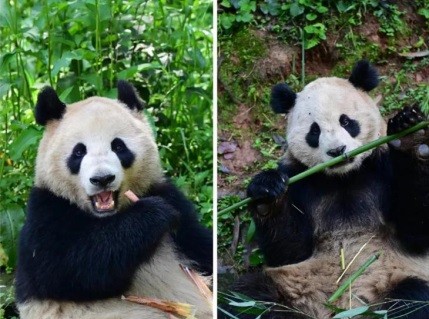 The China Wildlife Conservation Association and the San Diego Zoo in the US have recently signed an agreement for giant panda conservation, selecting a pair of giant pandas to be sent to the San Diego Zoo for a 10-year international conservation partnership.