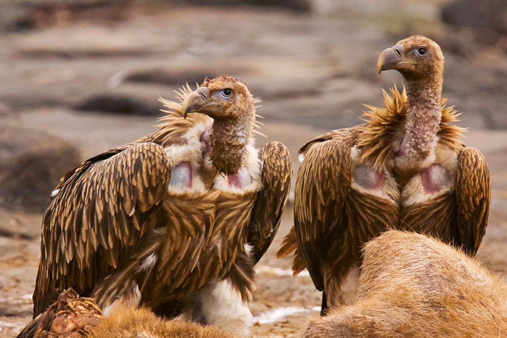 Vultures are still at risk from diclofenac poisoning, new research shows. Even in #ProtectedAreas, their diet includes livestock DNA, indicating exposure to the drug. Ban on certain drugs are in place, but more action is needed for vulture conservation 🕊️

eu1.hubs.ly/H08S7yW0
