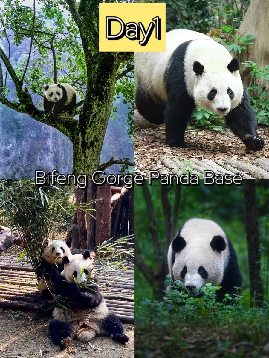 In #sichuan ,Ya’an Bifeng Gorge is a charming place that is a good choice for tourists to visit.On the first day, you can enjoy the gorgeous natural scenery🍃 of Bifeng Gorge and visit the Bifeng Gorge Panda Base to see the adorable pandas!🐼 #seepandasinsichaun #TravelTheWorld