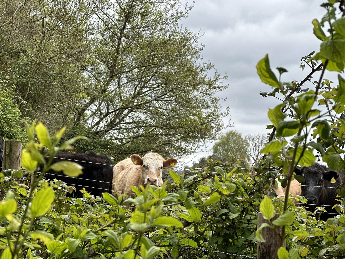 Frisky ‘research assistants’ wanting to help @AnaCastroCaste & @EnnsSydney5474 on our weekly sampling exercise. The curious helpers arrived in the afternoon, after @pj13302 @DanDav1es & @victoriahussey1 left.