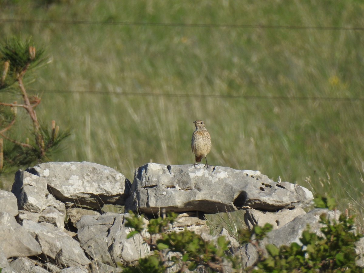 Counting farmland birds today in the dry #limestone #grasslands, in the SW corner of the #Karst. Lots of #Skylarks, Corn Buntings & Red-backed Shrikes + also several #Hoopoes, 2 Rufous-tailed Rock Thrushes, Golden Eagle & Montagu's Harrier! #birding #ornithology #wildslovenia