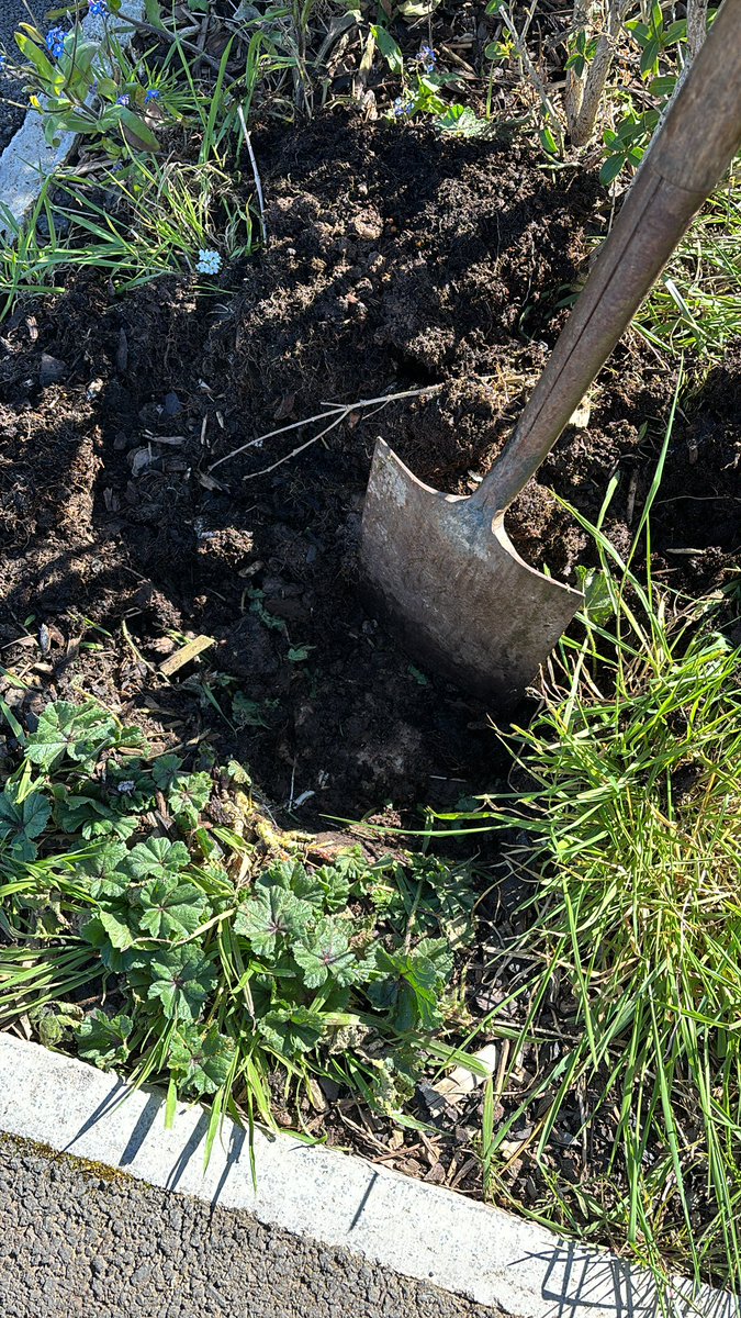 Moved in nearly 2 years ago and wondered why the bushes out the front weren’t growing. Turns out @Redrow must’ve had some concrete they needed to get rid of 🤦🏼‍♀️