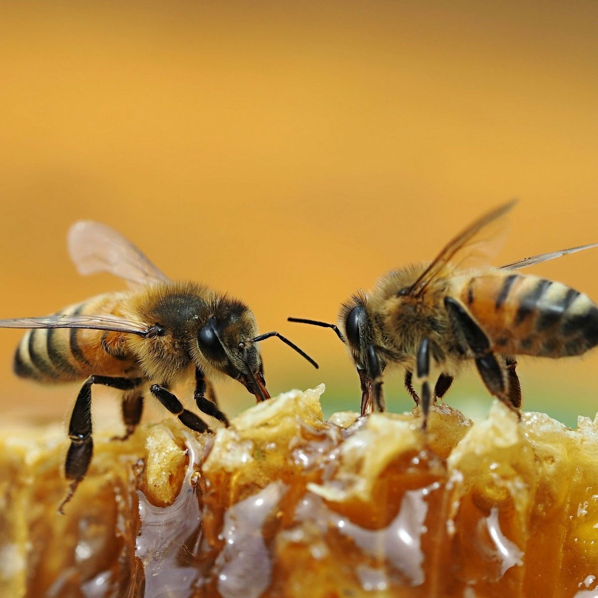 Produire 1 kg de miel est un exploit pour les abeilles 🐝 Elles parcourent collectivement environ 240.000 km lors de leurs vols de butinage. Ce voyage implique environ 40.000 abeilles visitant environ 60.000.000 de fleurs pour recueillir le nectar nécessaire à la production de
