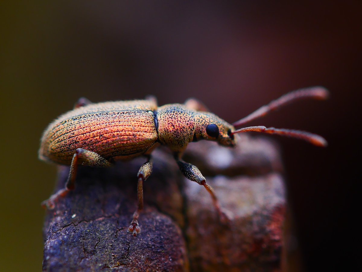 Another species which loves a decaying wood habitat...the weevil! Fabulous photo taken in Sherwood Forest by Peter Calvert.
