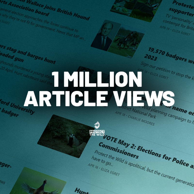 A HUGE THANK YOU! Our articles covering everything from the badger cull to illegal fox hunting are being viewed so many times! We will continue to report on everything concerning British wildlife and shine a light on what's really going on in the countryside.