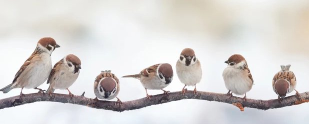SPARROWS: “Are not two sparrows sold for a penny?  Yet not one of them will fall to the ground without the Father noticing or caring.” (Matt 10:29). Why did Jesus choose sparrows for this illustration? They’re so small and common.  (Have you ever felt unimportant and ordinary?)