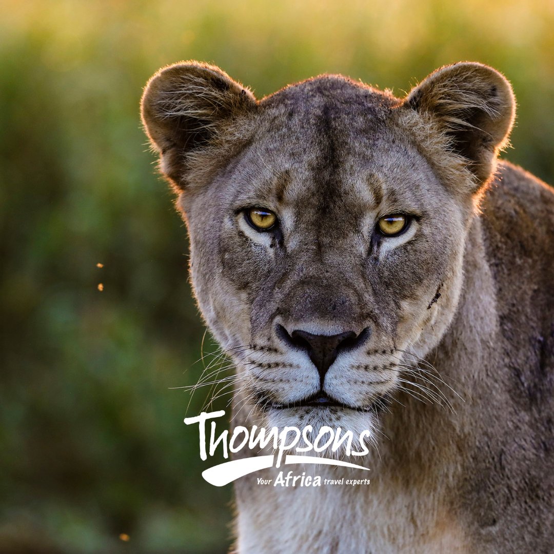 ThompsonsAfrica's tweet image. Welcome news for destination SOUTH AFRICA: tourismupdate.co.za/article/sas-ca…

As a member of The TreadRight Foundation, we practise the promise to make the welfare of our wildlife our number one concern.

#bettersouthafrica #treadright #animalwelfare #wildlifewelfare