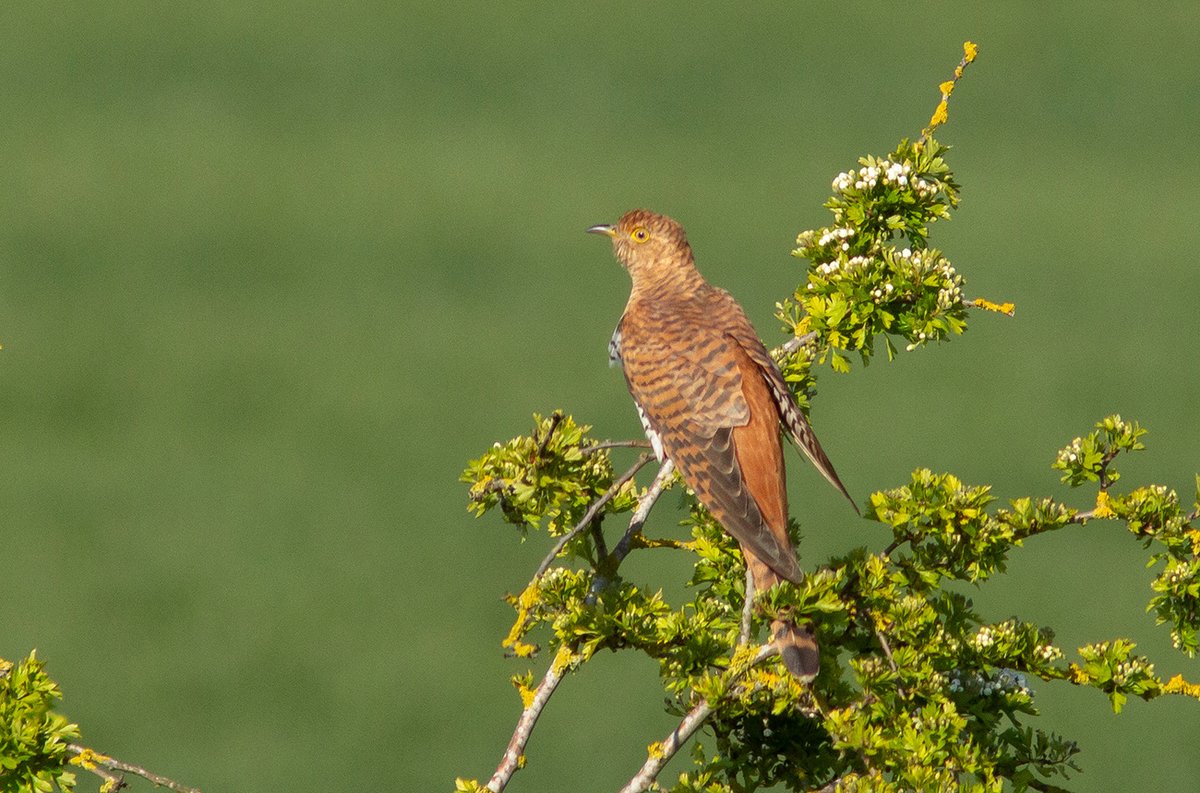 When is a Kestrel not a Kestrel? When it is a rufous-morph aka 'hepatic' female Cuckoo. Taken this morning near Crowland, Lincolnshire. @Lincsbirding