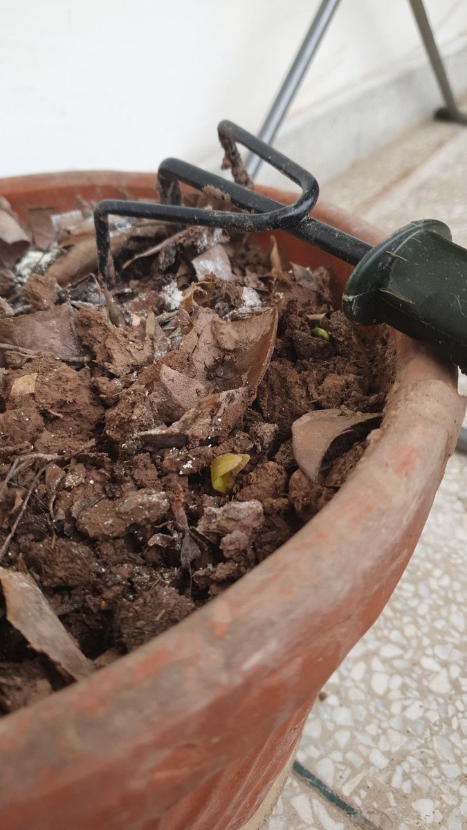 Apparently, my vermicomposting experimental pot has started germinating seeds?