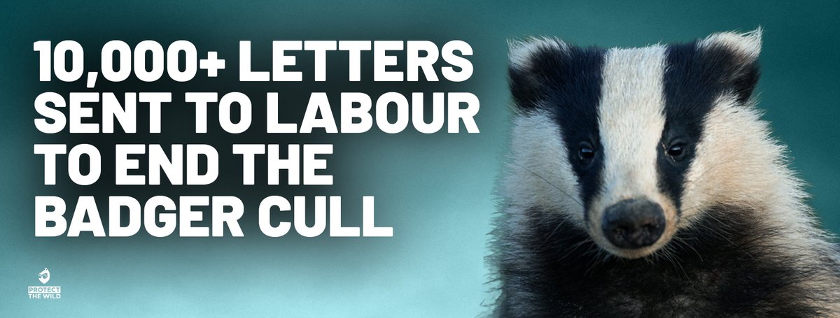 Have you signed our petition yet? Help us ensure Labour stick to their word and end the badger cull if they get into power. You can do so here: protectthewild.org.uk/badger-petitio… @SteveReedMP