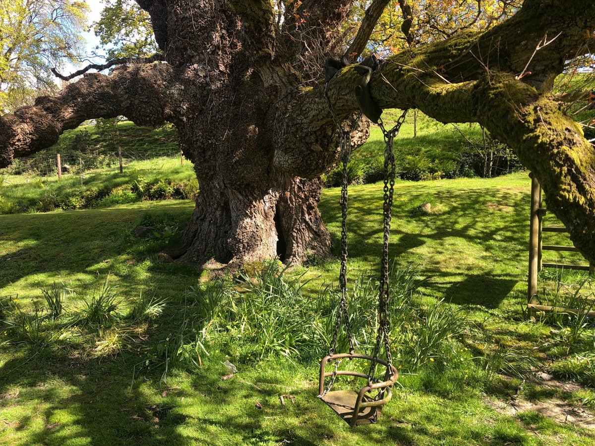 #thicktrunktuesday Grand old oak tree in the grounds of Maenan Hall #Llanrwst on Sunday The 4 hectares of gardens are open just twice a year, & they are fabulous - August 4th is the next date. ngs.org.uk/gardens/maenan… 📸: My photo