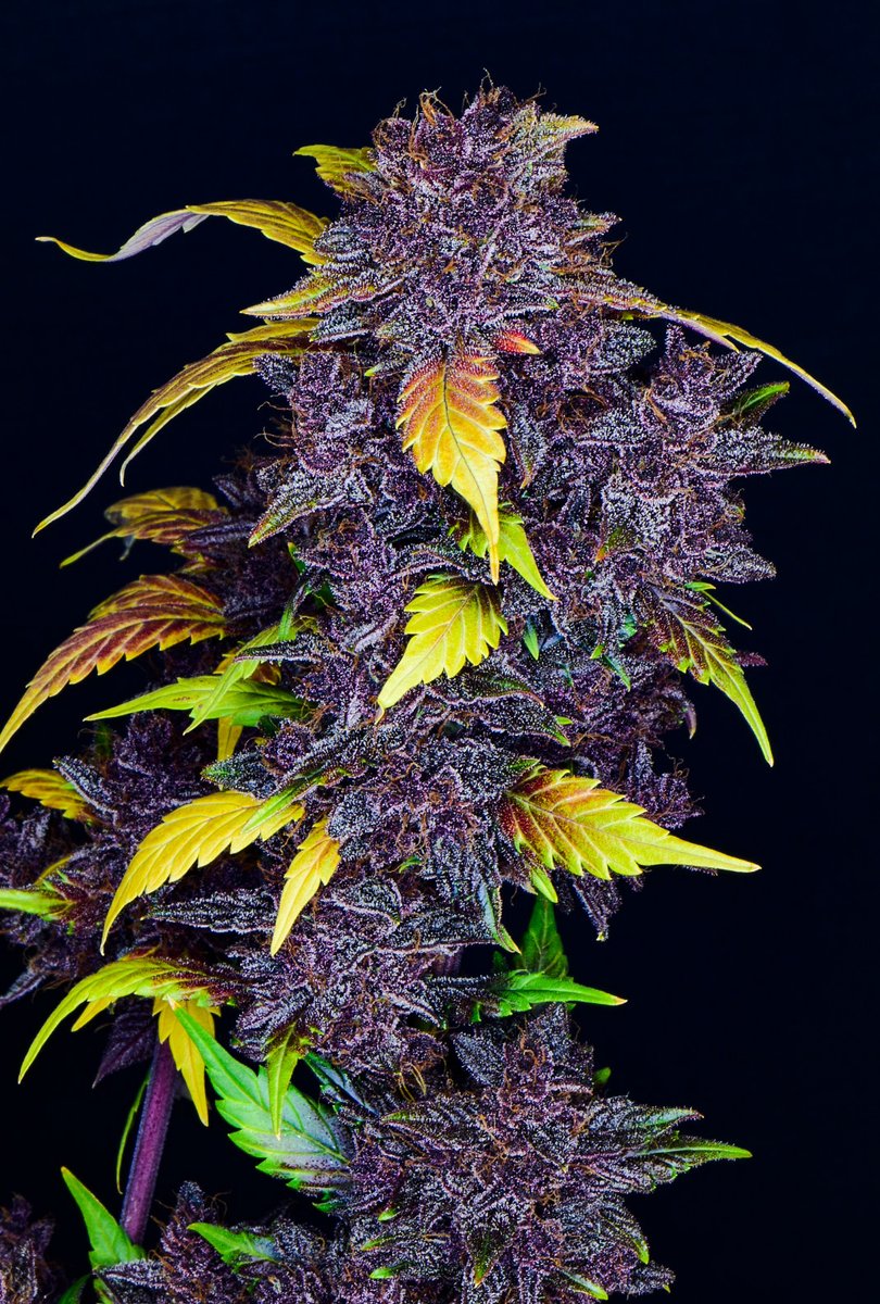 Fast_Buds's tweet photo. 💜Purple Lemonade Auto💜
Bittersweet citrus terps. Mouth-puckering sweet and sour, just like a freshly squeezed lemonade.
Get 15% OFF with the code TWITTER
By 🧑‍🌾 Hawkbo https://t.co/a5hVSzRo5A