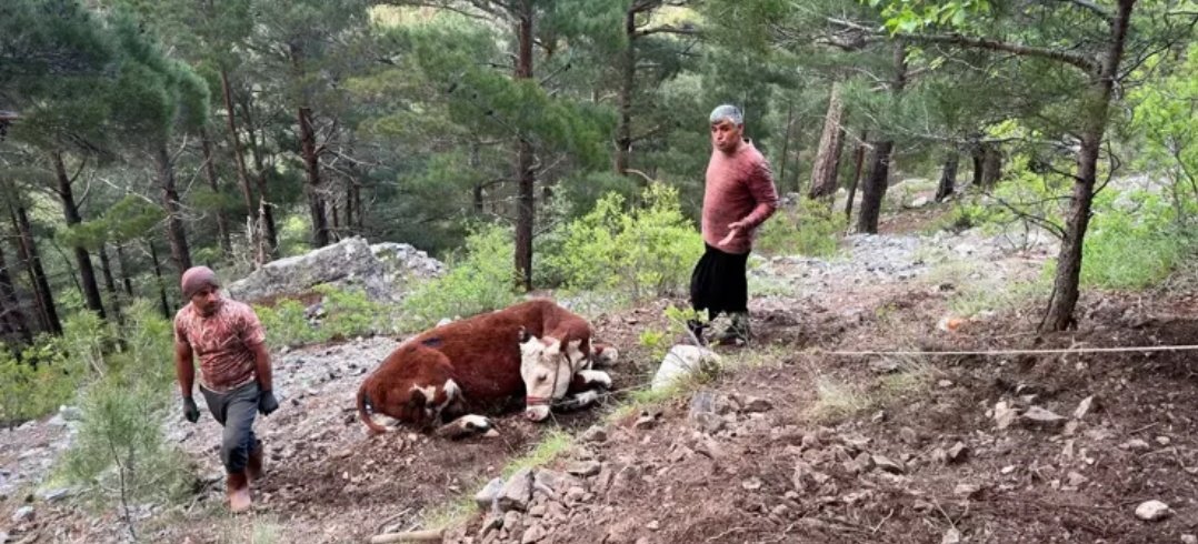 Antalya'nın Alanya ilçesinde kamyondan düşüp uçuruma yuvarlanan dana, 10 saatlik çalışmayla kurtarıldı.