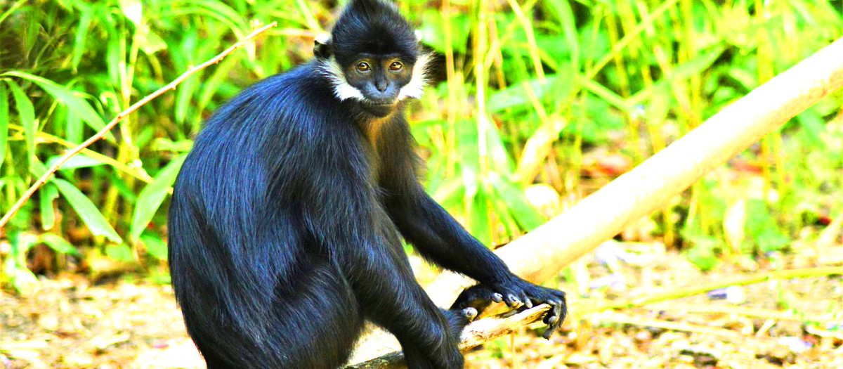 Are you looking for information about primate species in Kibale Forest National Park? We have it all here!! Click on the link below for details kibaleforestnationalparkuganda.com/species-of-pri… #primates #primatesinkibaleforestnationalpark #primatesinuganda #primatesinkibaleforestpark #kibaleprimates