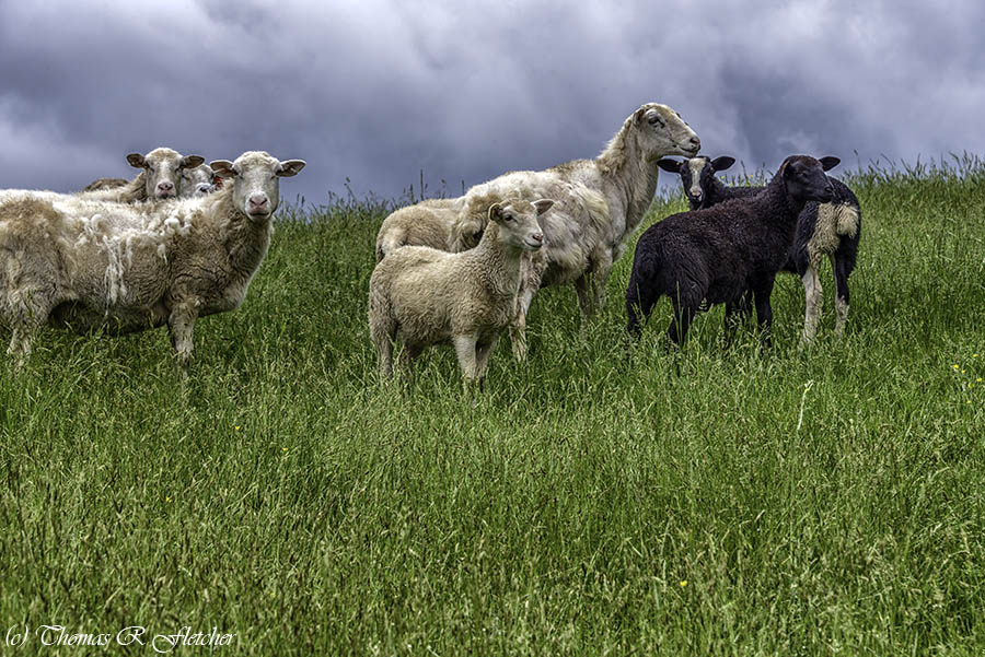 'Under a Stormy Sky'
#AlmostHeaven #WestVirginia #Highlands #StormHour #ThePhotoHour