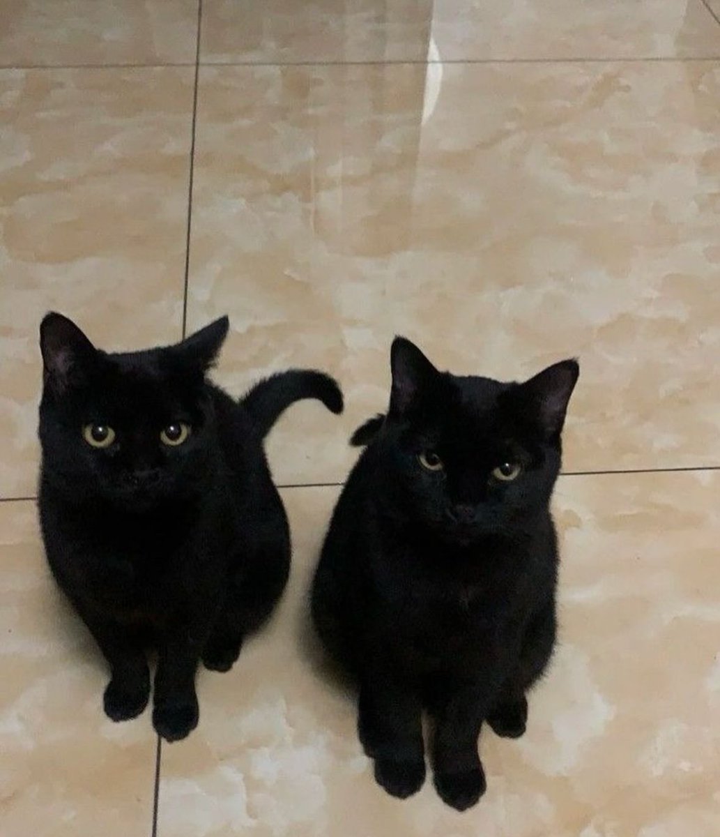 black cats are not bad luck (@visualscat) on Twitter photo 2024-04-30 08:54:02