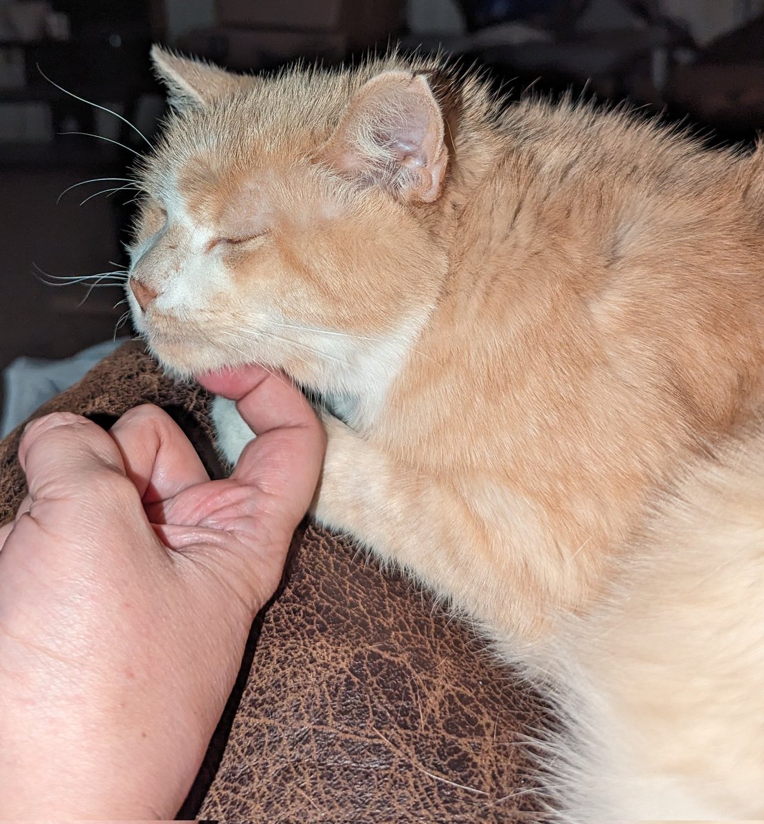 Oh that's the spot Mom! Kitty scratches! #CatsOfTwitter