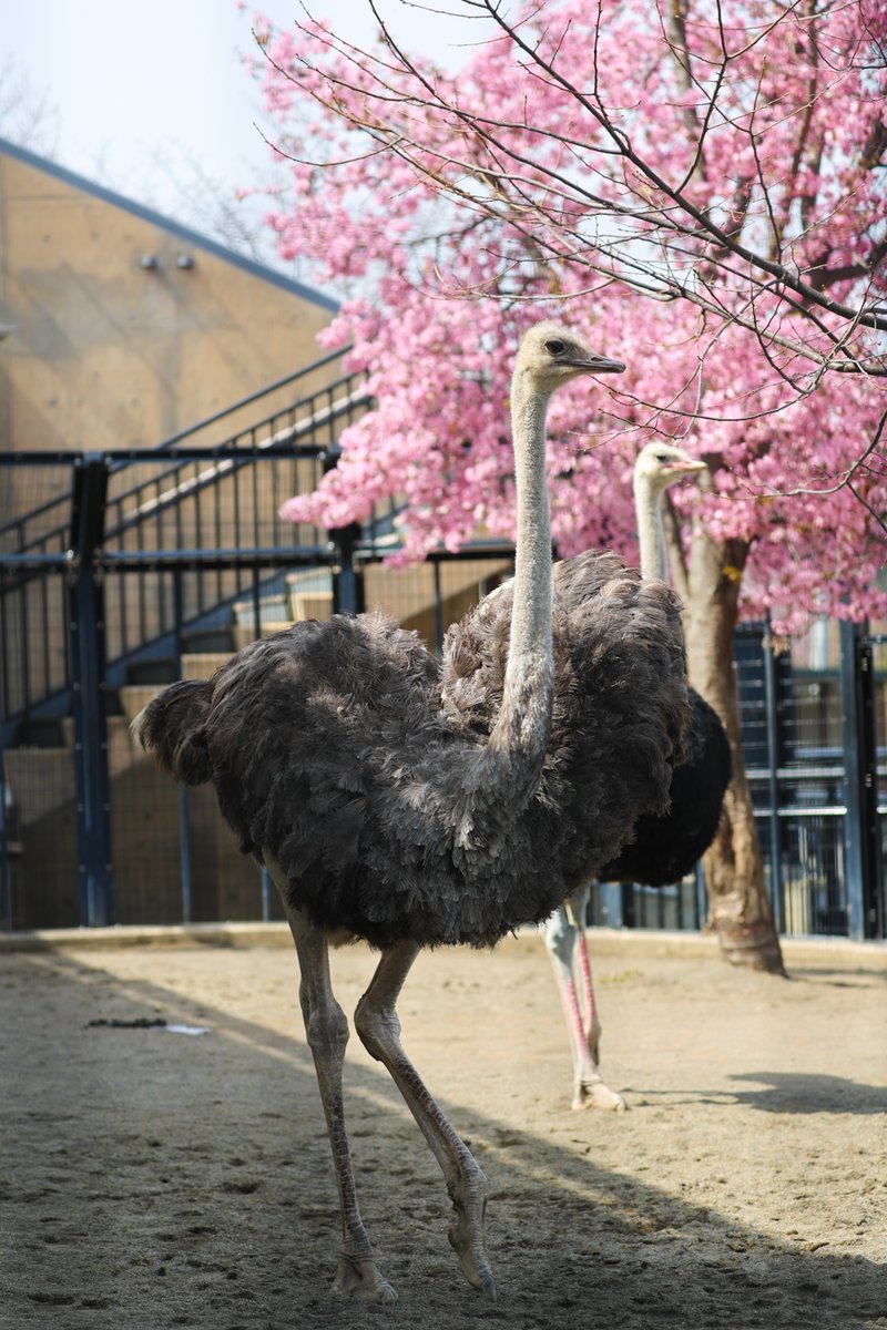 旭山動物園の桜が満開🌸ダチョウも嬉しそうです😊

[by NA][Photo by sakurai]
#LiveZooInAsahiyama #旭山動物園 #zoo #ダチョウ #ostrich