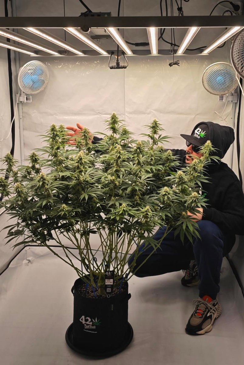 Fastflowering Testers A proud grower moment! What's been your biggest milestone as a grower so far? By GrowHaoss Get 15% OFF with the code TWITTER