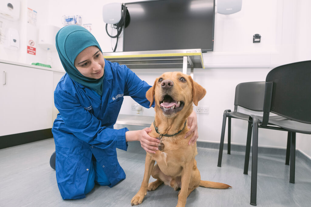 Learn about Surrey's Veterinary General Practice PGCert from programme leader, Alison Livesey, at one of our upcoming webinars. Our webinars will cover the programme, the application process, assessments, and career prospects. Register now >> ow.ly/ctfm50RqSOg