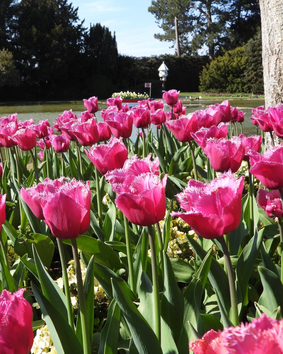 🌷 Holland or East Yorkshire? 🌷 @BurnbyGardens' magnificent Tulip Festival is in full swing and what a sight! 👀 Don’t miss out on one of East Yorkshire’s most vibrant floral displays. You have until this Saturday 4 May to visit loom.ly/Uw2vp38