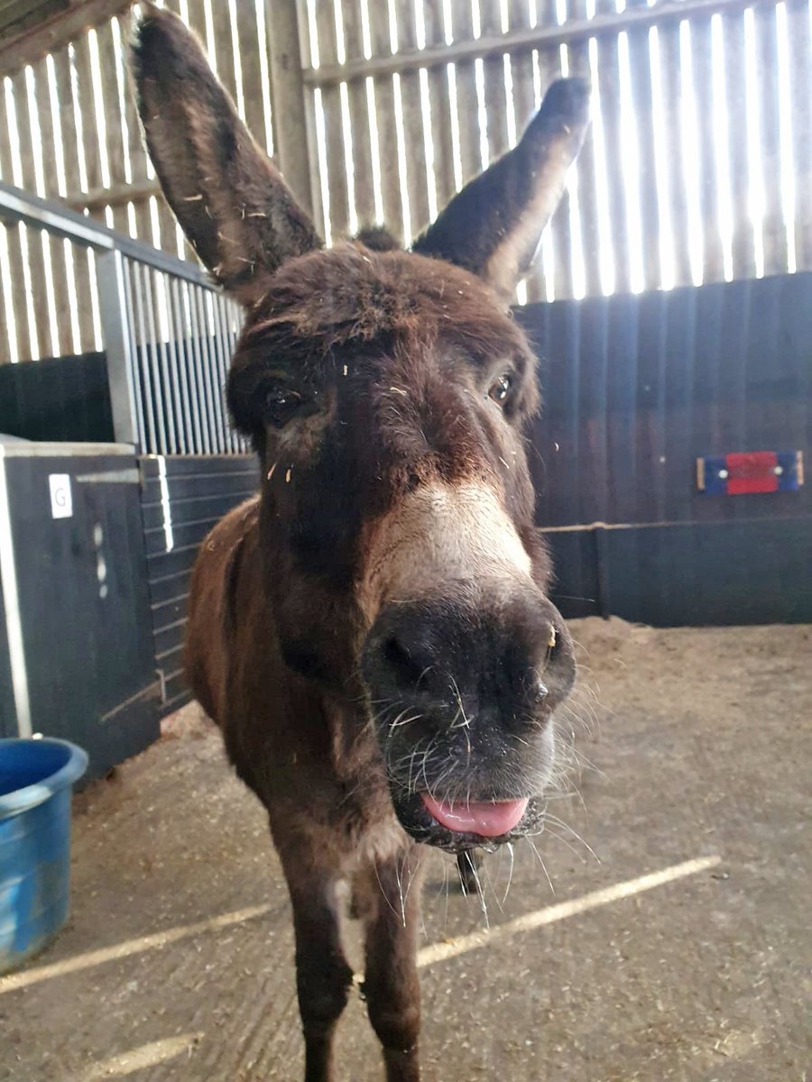 Happy #TongueOutTuesday from lovely long-eared Nelly! 😝🥰❤️ #RedwingsAdaCole redwings.org.uk/visit/ada-cole