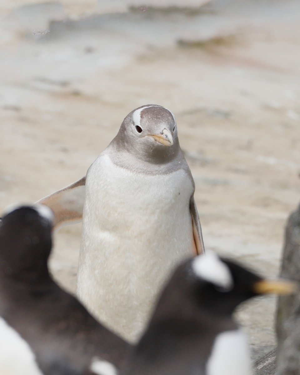 Happy Birthday Snowflake ❄️

Our oldest male gentoo penguin is 28 today! Snowflake has a genetic condition called leucism that makes his feathers a pale silvery-grey colour instead of black like other penguins 🐧
