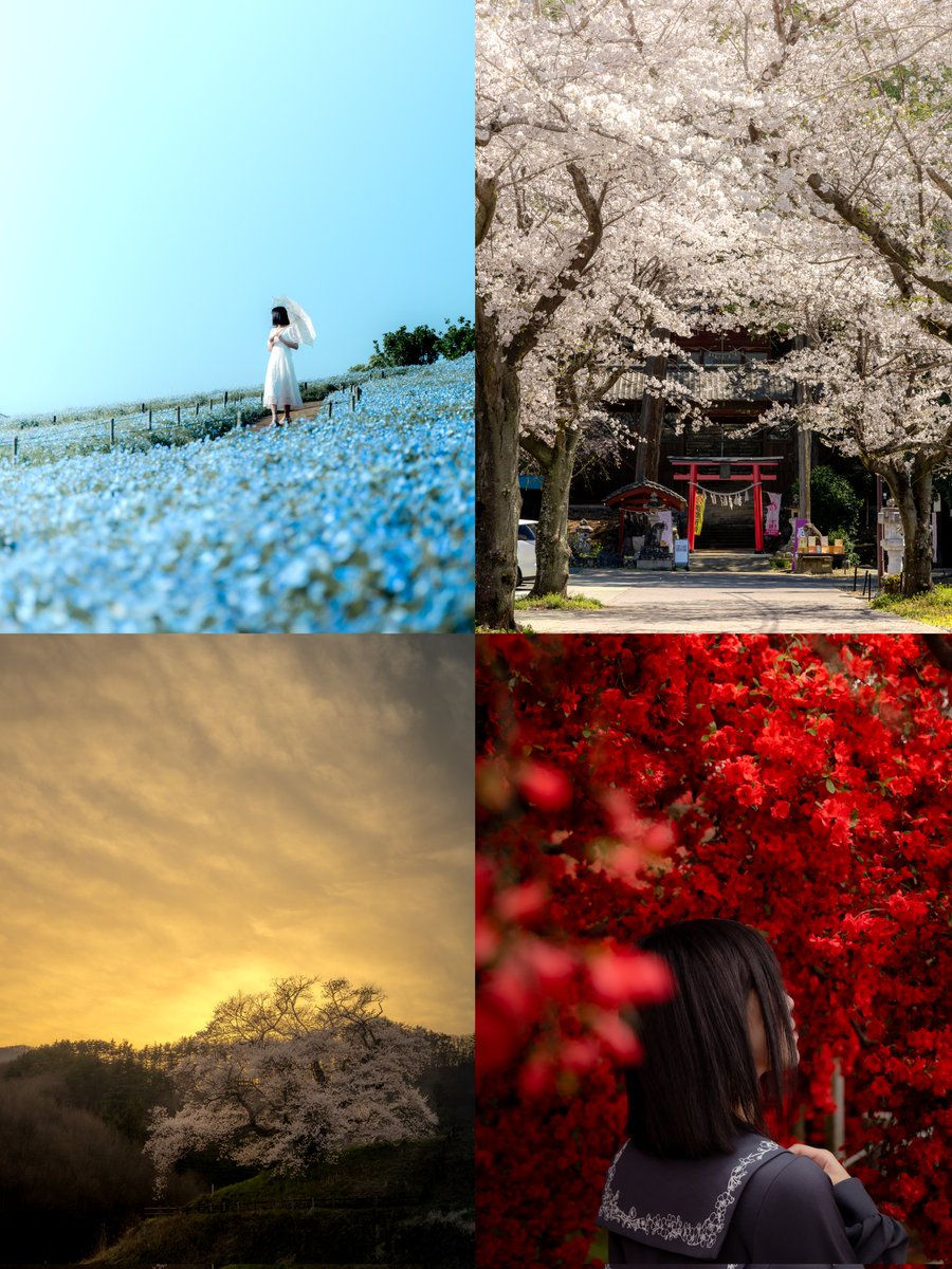 #4月を写真4枚で振り返る 今月もいいね、RPありがとうございます！！ 4月は桜など春のお花を追いかけ撮影してました 5月もまたよろしくお願いします！
