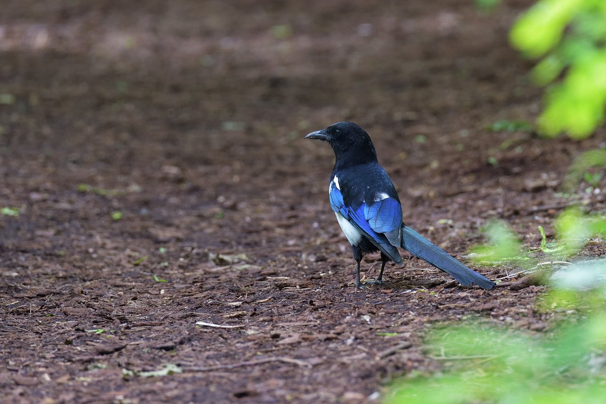 Pica Pica 
#birds #birdphotography #nikonphotography #birding #wildlife #wildlifephotography