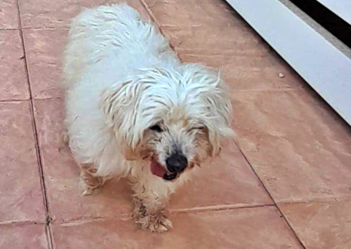 #Murcia
Se ha encontrado a este abuelito de 15 años, como veis… En una situación muy fea.

Su papá humano está enfermo y tuvo que dejarlo solo porque usa respirador debido a un cáncer y no podía llevarlo. 

El perrito terminó en la vía pública. Es parcialmente #sordo y #ciego.…