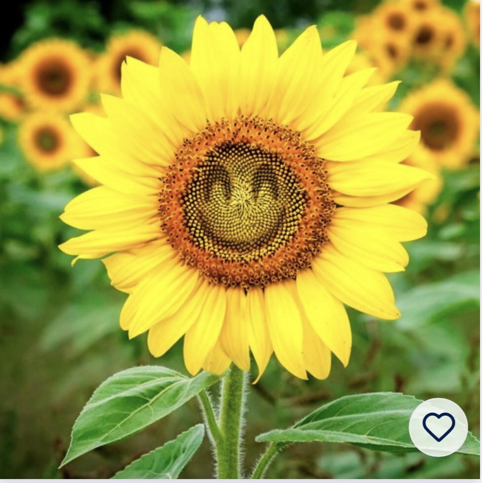 Welcome back <a href="/MsHill02825723/">Ms Hill</a> ❤️<a href="/WildBankPrimary/">Wild Bank Primary School 💙</a>