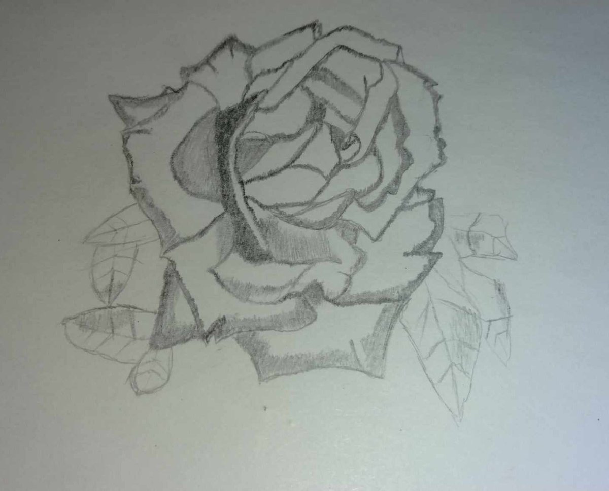 Peace Rose.

#PeaceRoseDay
#NationalPeaceRoseDay
#sketch
#rose
#flower
#flowerart
#sketching
#sketchbook