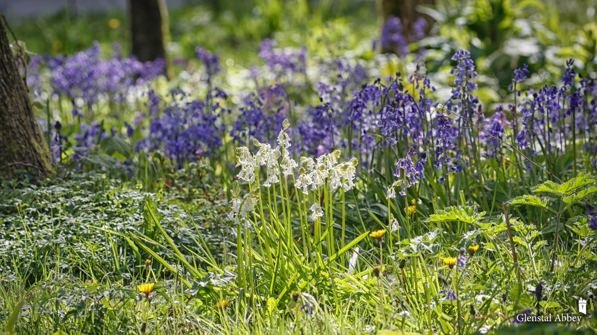 'Flowers appear on the earth, the season of singing has come, the cooing of doves is heard in our land' - Song of Songs 2:12 🌷🎶🕊️ (📸 Denis Hooper OSB)