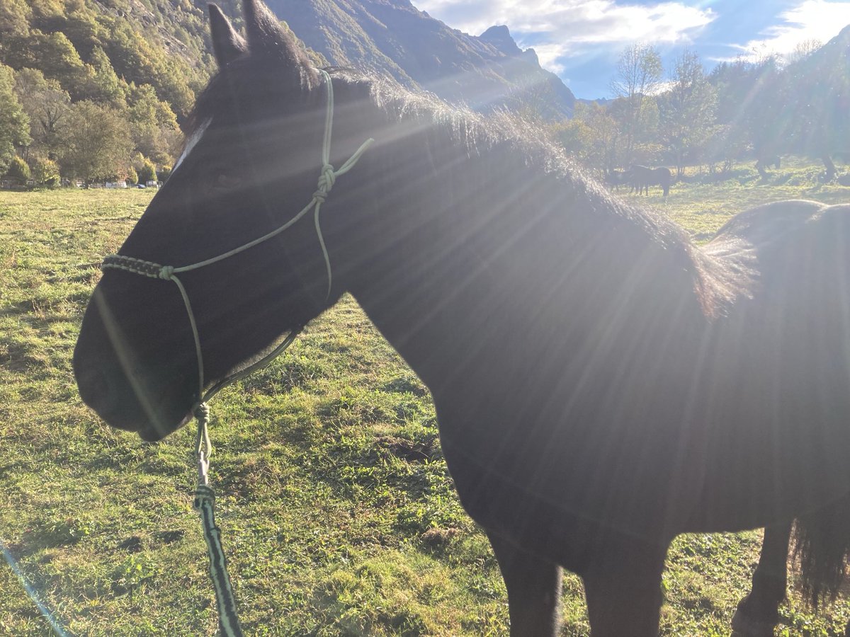 Neigh! 🐴 In the Playlister ⁦@BBCRadio3⁩  it’s the second movement- lively - from Horseplay by ⁦@ErrollynWallen⁩ It evokes a winged 🐎 cutting brightly through the sky. Here’s a 🐎 I rode in the Pyrenees for equine inspiration