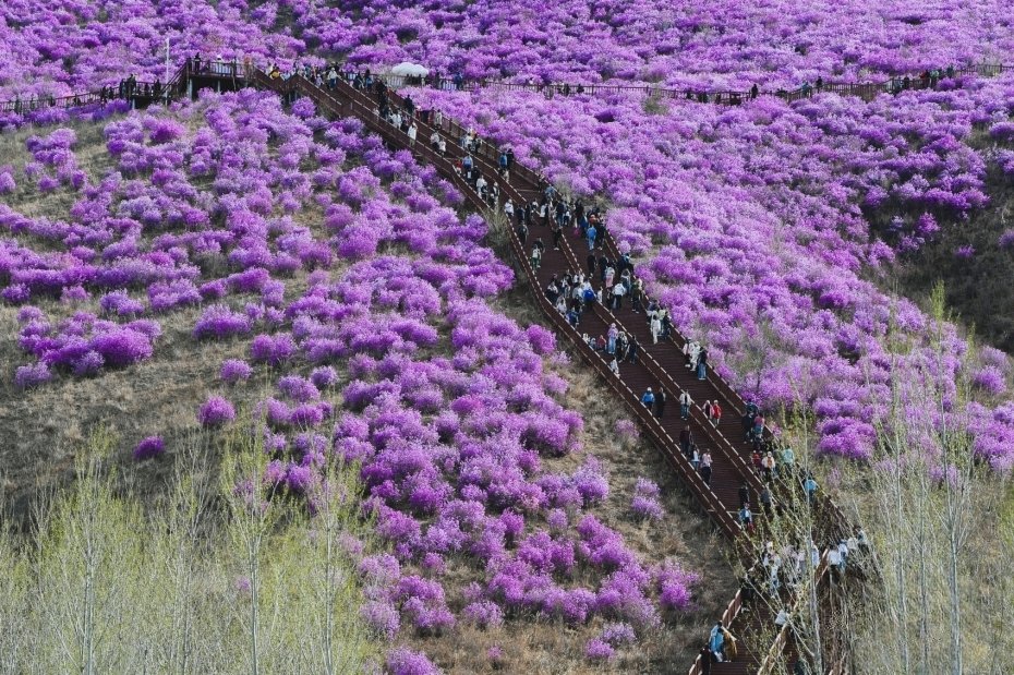 💐💐🥳In pics: Clusters of rhododendron dauricum in full bloom in north China's Inner Mongolia Autonomous Region #AmazingChina