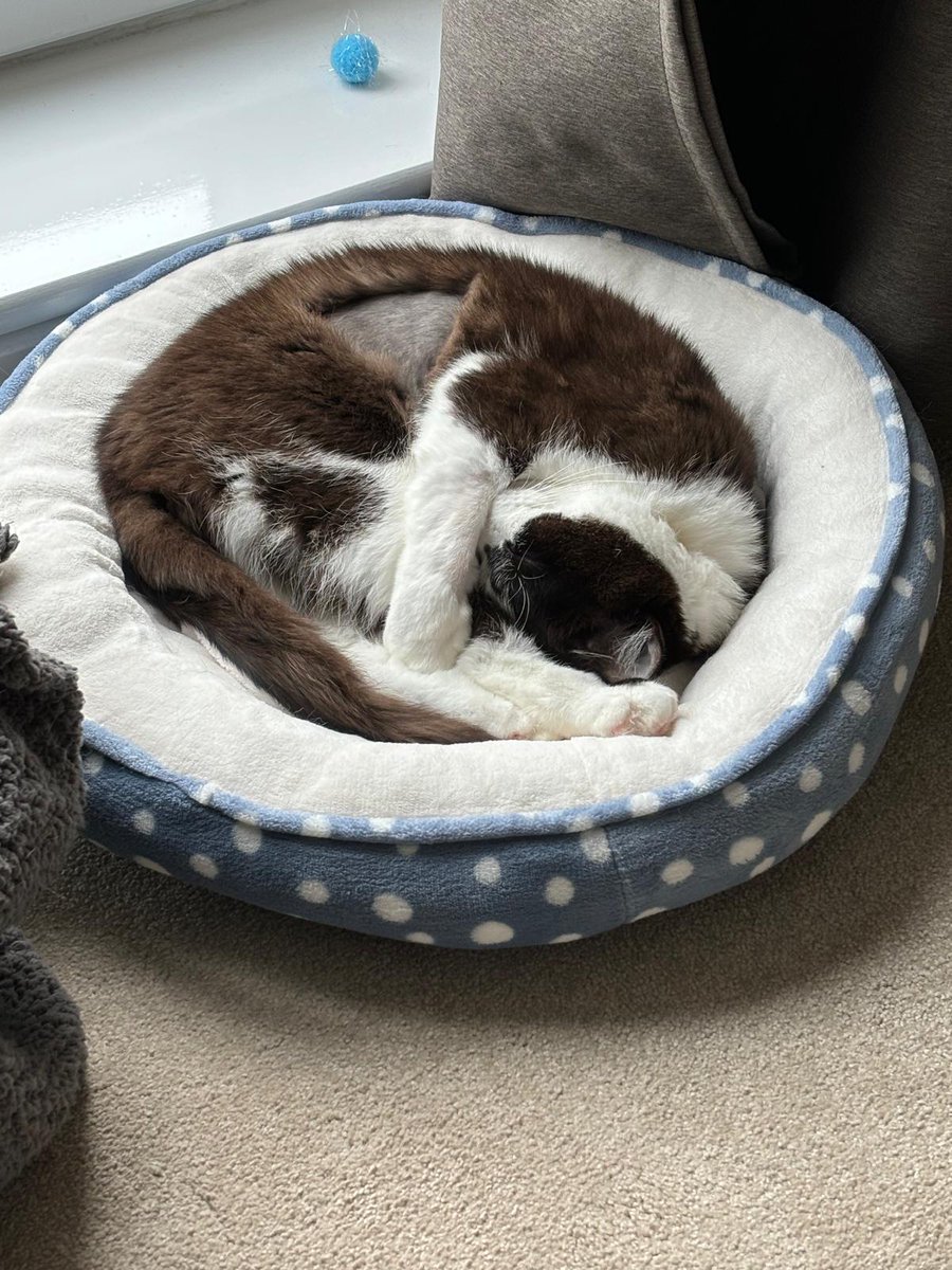 End of #April #exercise statistics. Not bad considering what has happened this month. Here is one of Dexter sleeping in daddy's office too. 
#kidneyfailure (twice for Dexter).
#CatsOnTwitter 
#cats 
#dementia 
#caraccident