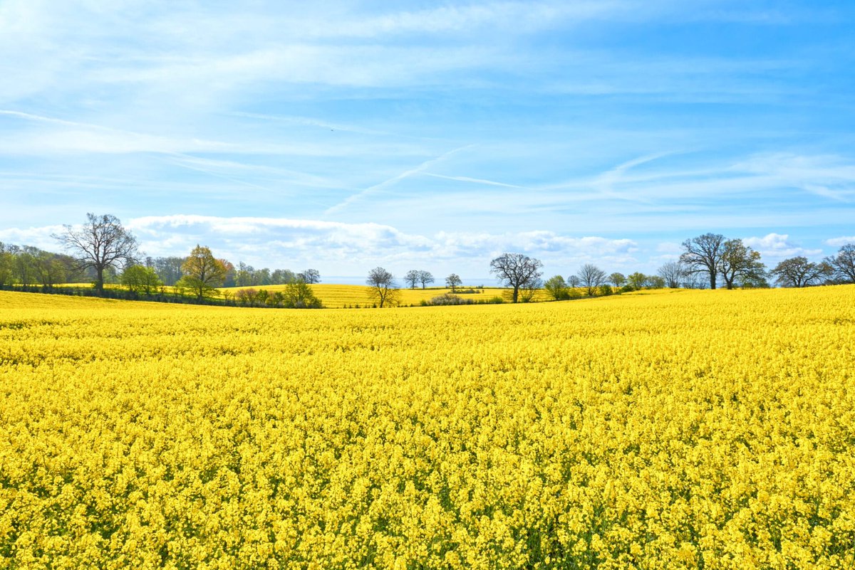 Hi-tech #optical sensors could change the game when it comes to detecting #beetle infestation in #oilseed rape crops. Learn more about this #new light-based early warning system: hubs.li/Q02vkj7J0