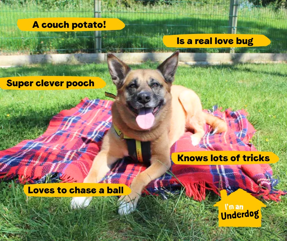 Skye is a funny and friendly pooch who is looking for a quiet home where she can emerge from her shell and show off her amazing personality💛
@DT_Evesham📍 bit.ly/3wfX1wA