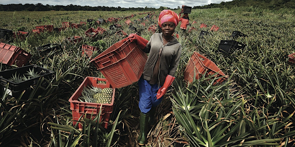 #EUFairmilesRoundtable -Should airfreighted imported fresh produce be banned in Europe? Join the @Fairmiles debate today 30 April 2024 ✈️🌱 
Join here : bit.ly/44dvW9Q
#Fairmiles #Brussels #FoodSustainability #FreshProduce #AirfreightBan 🌍 @Doc_Laryea @simonajderrick