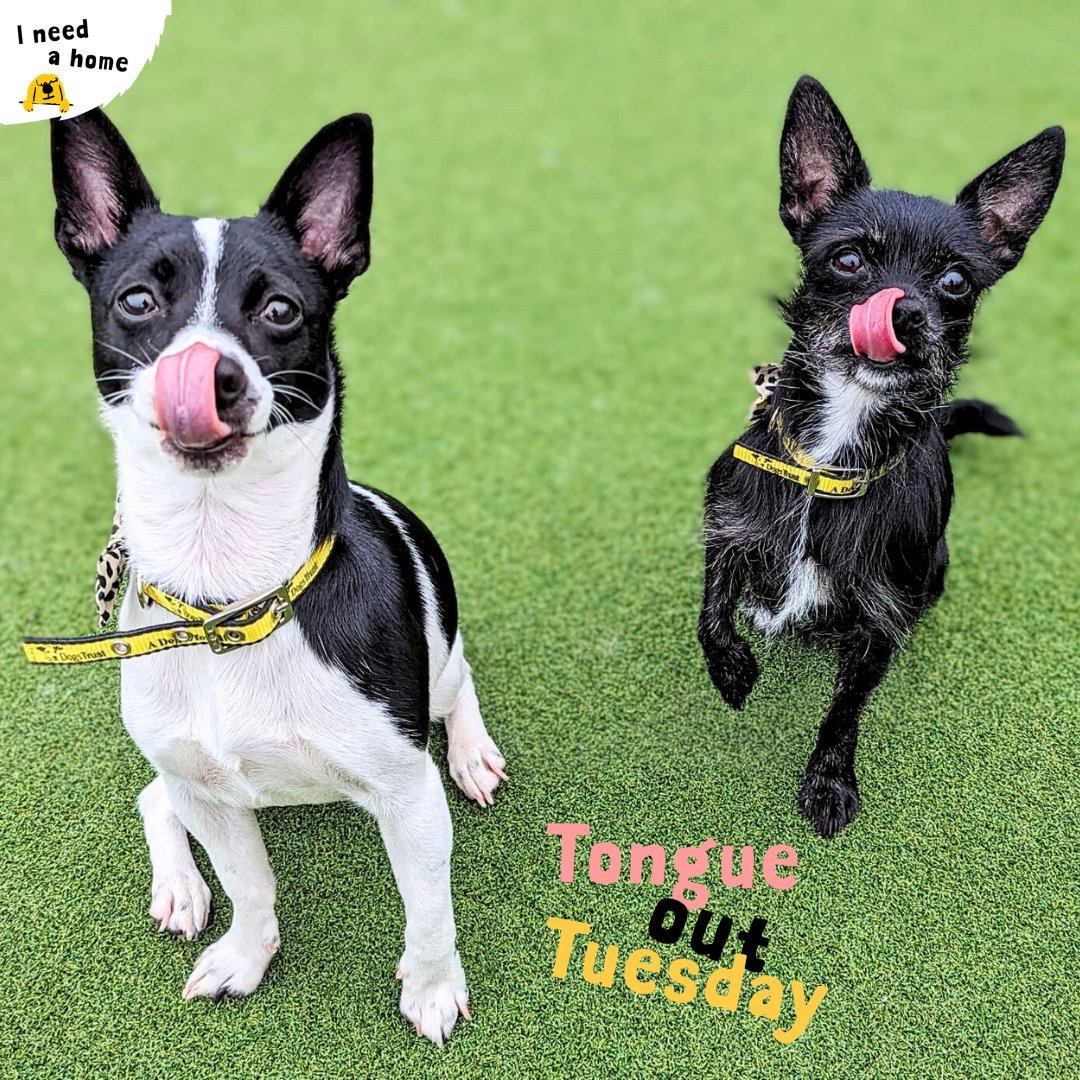 👅 It's a double #TongueOutTuesday today with Lucky and Socks. This adorable duo do everything together and will soon be up for rehoming 💛 Keep an eye out on our website, as you do not want to miss out on this pair 🐾 #DogsTrust #DogsTrustCardiff #Cardiff #tot #rescue #Tuesday