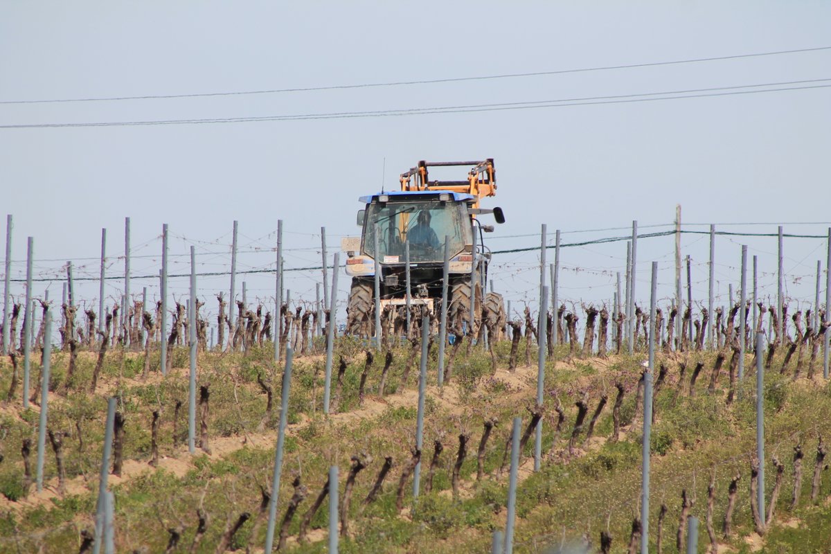 El Día Vino D.O. 2024: Celebrando la Influencia de las Denominaciones de Origen en la Cohesión Social Rural publicado en Agronews - agronewscastillayleon.com/el-dia-vino-do…