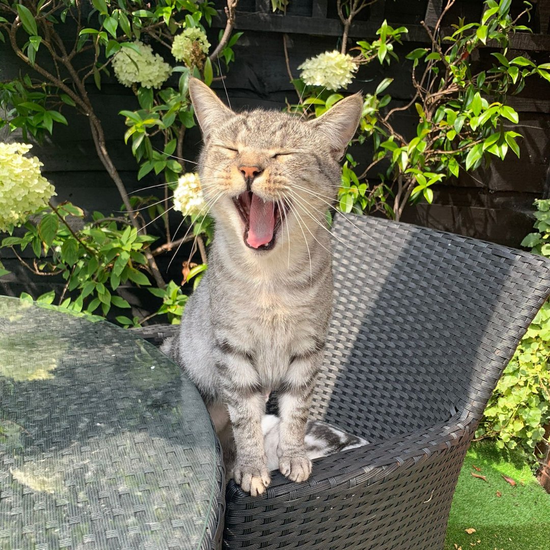 Jack wanted to let you know it’s #NationalTabbyCatDay 🐈 Did you know ‘tabby’ isn’t a breed? It’s actually a coat pattern, seen in most domestic cats, known for the distinctive ‘M’ on their foreheads! We’d love for you to share some pictures of your tabby cats in this thread ❤️