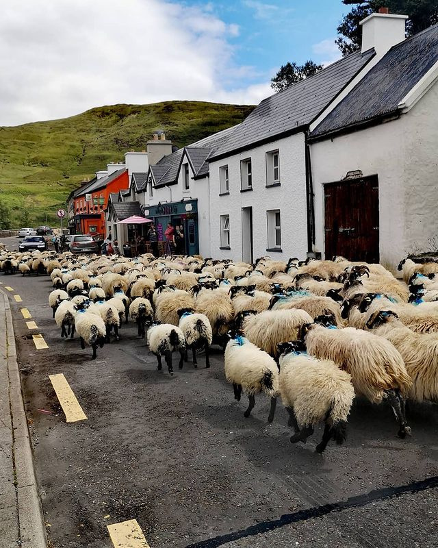 Have ewe herd the one about rush hour traffic in Connemara? 😂

Thanks to @purpledoorcafe for this snapshot of life along the Wild Atlantic Way! 🐑 🐏

Connemara National Park Visitor Centre lovetovisitireland.com/place/connemar…

#loveireland #visitireland #ireland