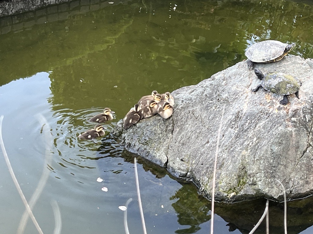 FHU_PR's tweet photo. ＜今日🦆＞

／
　待ってたよー!!
＼

FUJITAにカモんベイビー
シーズン到来！🦆🐤🐤🐤

本学の小さなお池は
毎年カモさんファミリーの
子育てスポットとして大人気なんです。

みんな頑張って大きくなってね。

#藤田医科大学 #FHU #救える力を創りだす https://t.co/HZpOkg1HBC